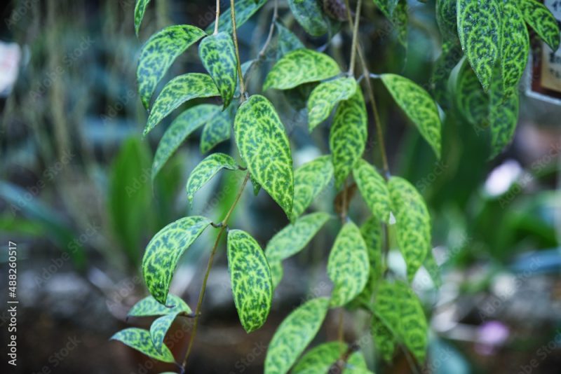 Aeschynanthus marmoratus leaves. Gesneriaceae tropical evergreen vine foliage plant native to India or Malaysia. The front of the leaf has a camouflage pattern and the back has a marble pattern.
