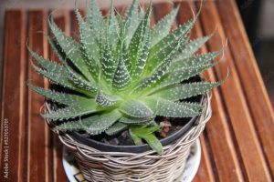 Aloe aristata or Aristaloe aristata in a vase, isolated, top view. It is a species of aloe, belonging to the Xanthorrhoeaceae family.