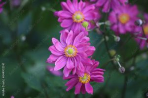 Anemone hybrida. Closeup of japanese anemone Pamina, windflower.