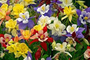 Aquilegia State Series in assorted colours in close up