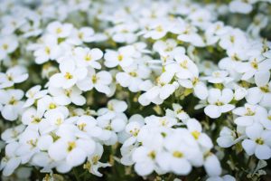 Arabis alpina flowers in close up photography