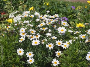 Argyranthemum frutescens, blooming plants in natural habitat. Also known as Paris daisy, marguerite or marguerite daisy.