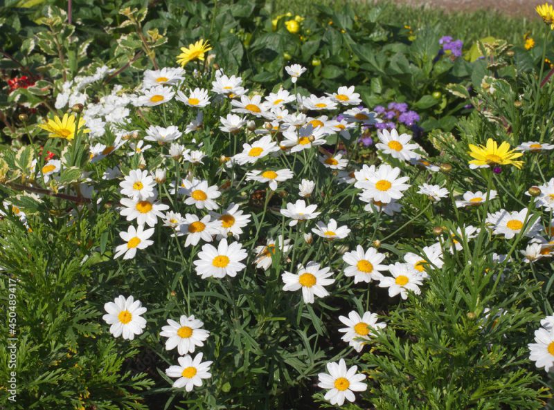 Argyranthemum frutescens, blooming plants in natural habitat. Also known as Paris daisy, marguerite or marguerite daisy.