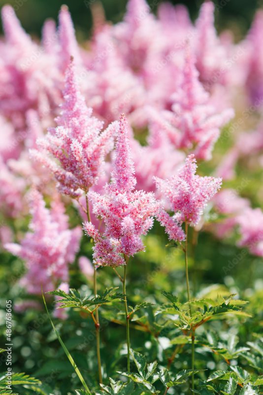 Astilbe arendsii soft pink flowers in the summer garden. Seasonal gardening.