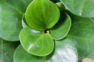 Baby rubberplant, Peperomia obtusifolia