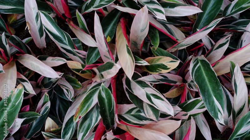 Background of Triostar Stromanthe leaf.Stromanthe is a genus of flowering plants in the family Marantaceae,native to the tropical portions of the Americas from Mexico to Trinidad to northern Argentina