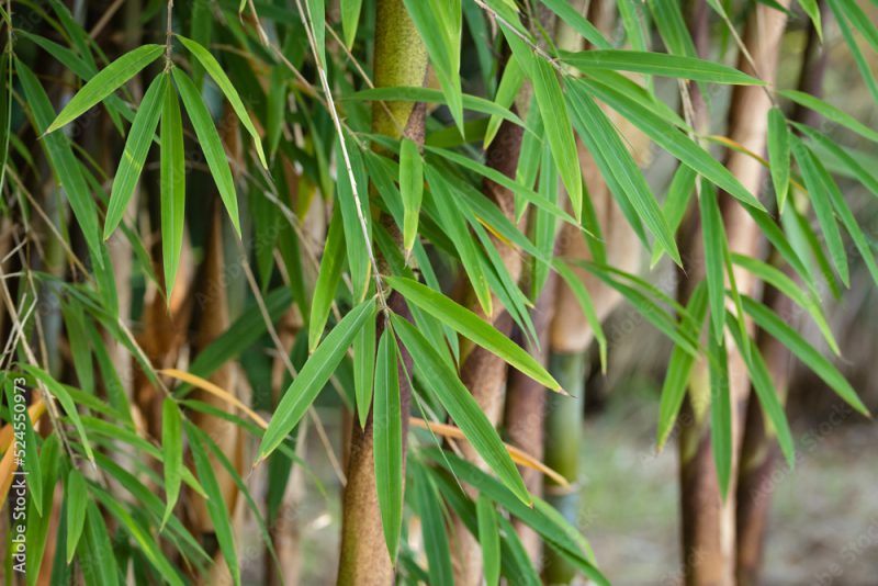 Bambou fargesia quelques chaumes et feuillage
