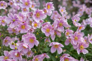 Beautiful anemone hupehensis flowers blooming in the garden.