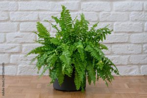 Beautiful Boston ferns or Green Lady houseplant on floor by brick wall in room