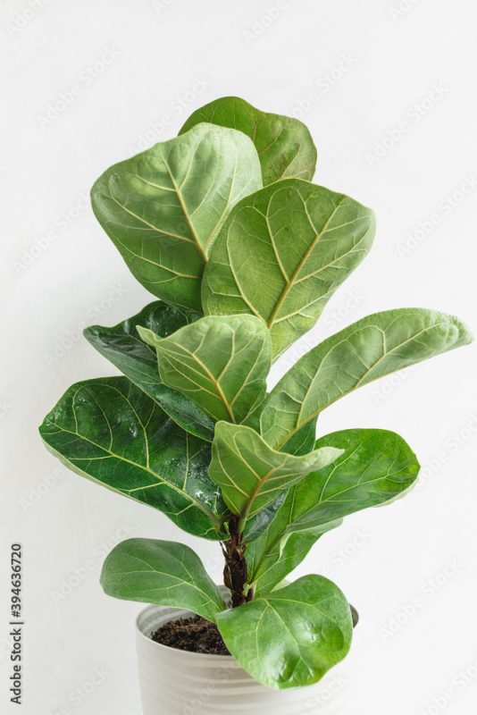 Beautiful Ficus lyrata in a white flowerpot on a white background. Close-up, copy space.