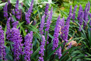 Beautiful liriope muscari or lily turf flowers in the garden