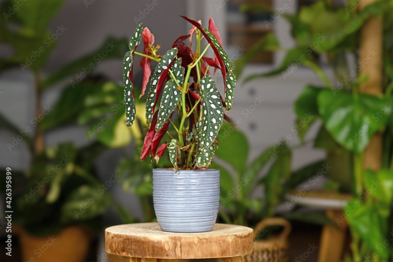 Beautiful tropical 'Begonia Maculata' houseplant with white dots in gray ceramic flower pot on wooden plant stand
