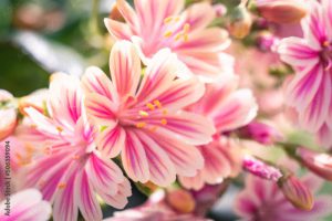 Beautiful vivid pink cliff maids blooming on the balcony in spring