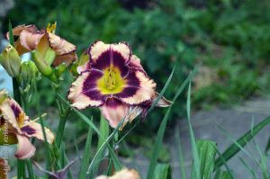 Blooming bright lily, hemerocallis in green garden. Variety day lily bud close up.