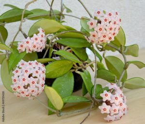 Blossoming hoya fleshy, or an ivy wax (Hoya carnosa (L.f. ) R.Br