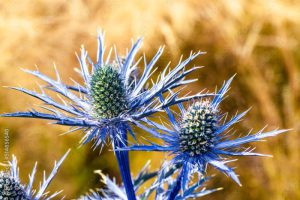 Blue Hobbit, Sea Holly, Eryngium Planum flowers