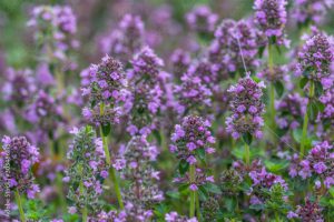 Broad-leaved thyme (Thymus pulegioides)