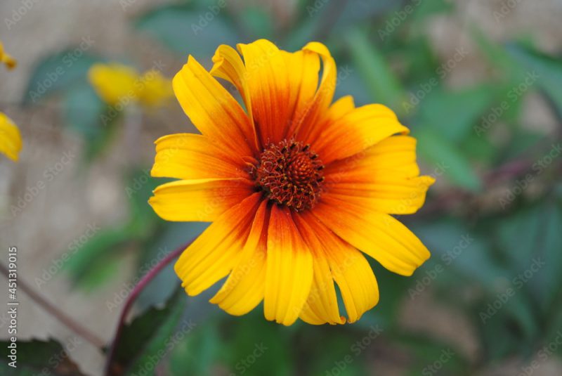 Burning heart false sunflower, or Heliopsis helianthoides var. scabra, blooming bright red and yellow in mid summer