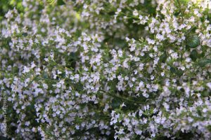 Calamintha nepeta