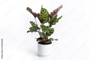 Calathea Makoyana in white ceramic pot with isolated white background. Calathea makoyana also known as peacock plant  is a species of plant belonging to the genus Calathea in the family Marantaceae.
