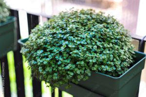 Callisia repens in pot on balcony