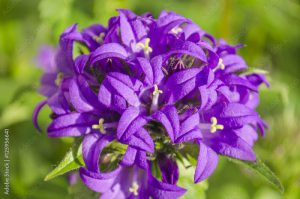 Campanula glomerata  or  clustered bellflower