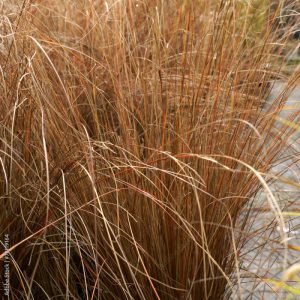 Carex buchananii Red Rooster