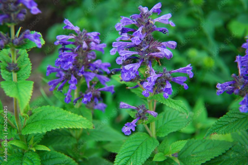 Catmint , Catnip with blue flowers - varieties , Neptune