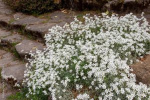 Cerastium tomentosum or snow-in-summer white flowers