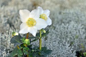 Christrose Helleborus niger