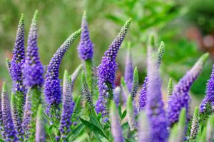 Close up of Beautiful Purple Spiked Speedwell and Blurred Backyard