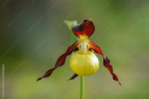 Close-up of lady's-slipper orchid (Cypripedium calceolus) in a forest in spring, Bavaria, Germany