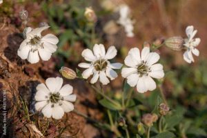 Close up of sea campion (silene uniflora) flowers in bloom