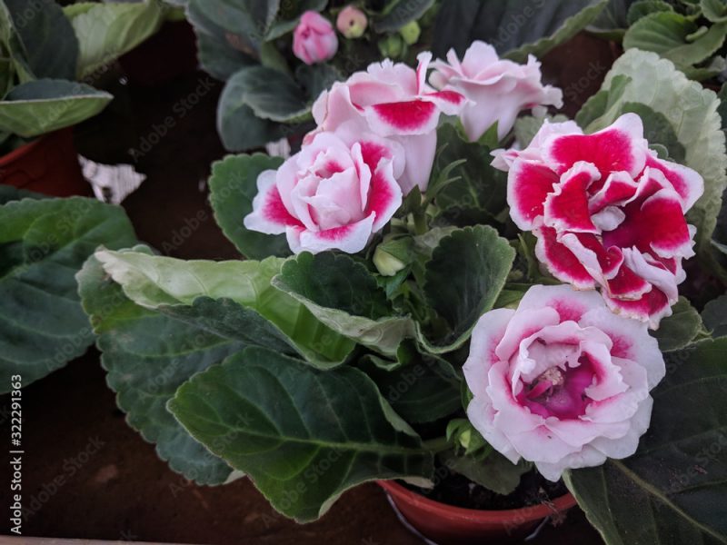 Close up of white and red Gloxinia (Sinningia speciosa)  flowers in the foreground and dark green leaves