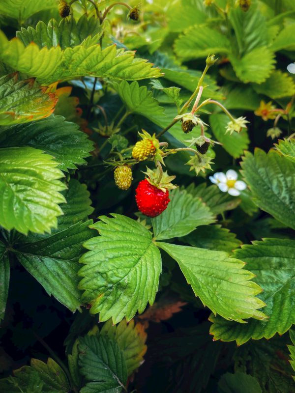 Close up of wild strawberries