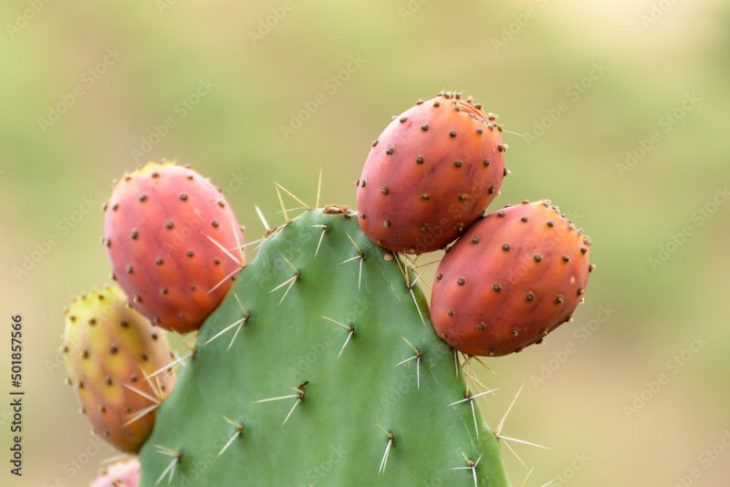 Close up on green prickly pears (Opuntia ficus indica) also known as Barbary fig, a species of cactus whose fruit have succulent flesh inside. Sicily.