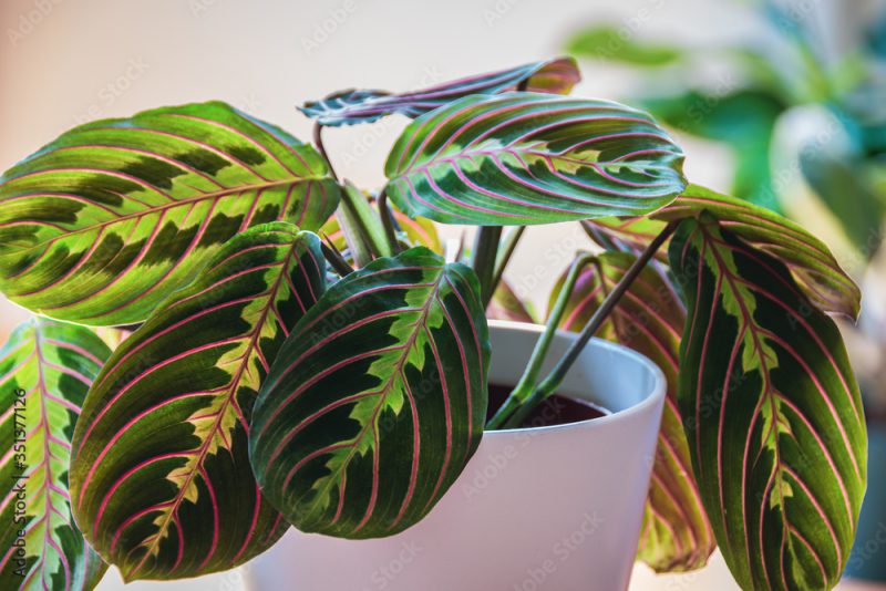 Close-up on the leafs of a prayer plant (maranta leuconeura var erythroneura) in white pot in a sunny urban apartment with other plants in the background.