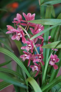 Close up photo of pink cymbidium orchid flowers