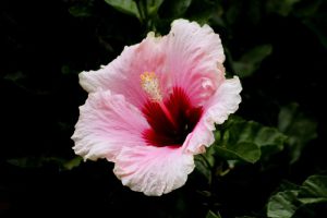 Close up photo of pink flower