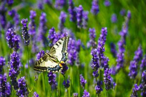 Close up photography of butterfly perched on lavender flower