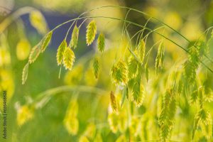 Close up shot of Chasmanthium latifolium in Martin Nature Park