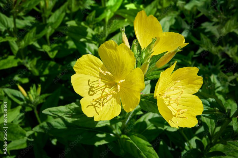 Close up Yellow Oenothera flowers (evening-primrose) in garden. Selective focus
