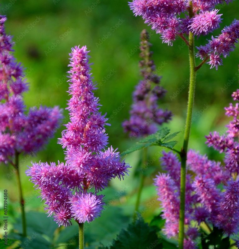 Closeup of purple Chinese astilbe flowers in the field