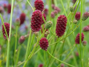 Closeup of Sanguisorba officinalis, commonly known as great burnet.