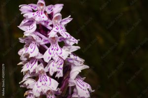 Common spotted orchid (Dactylorhiza fuchsii), Northern Norway