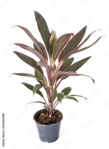 cordyline plant in studio