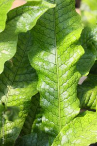 Crocodile Fern (Microsorum Musifolium ‘Crocodyllus’)  is a tropical species of plant that is part of the Polypodiaceae family.