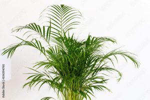 Decorative Areca palm near white wall