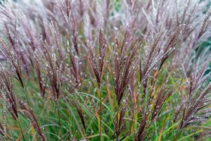 Decorative garden plant, flower, grass - Miscanthus sinensis. Beautiful fall background.