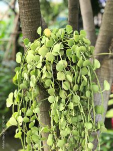 Dischidia nummularia variegata in the garden.